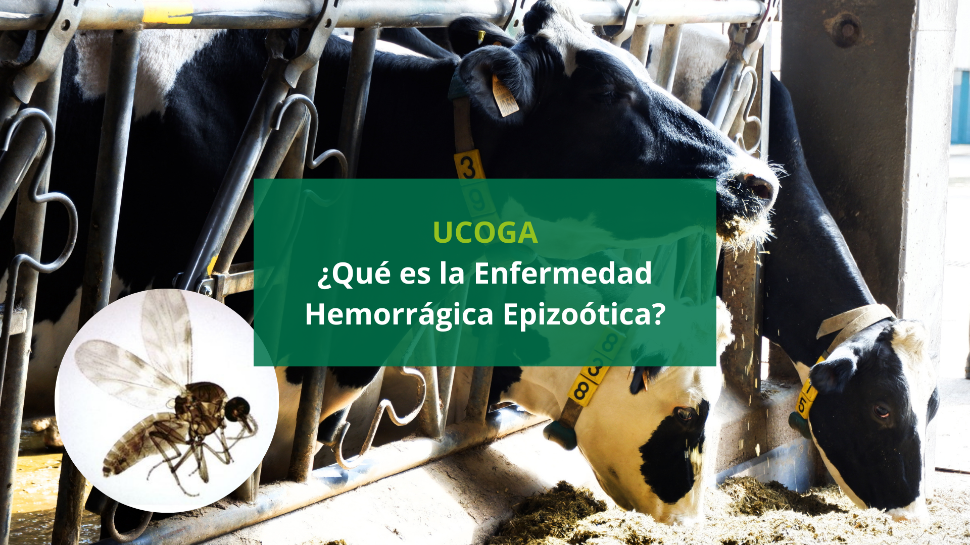 Nueva enfermedad en las vacas: La enfermedad hemorrágica epizoótica